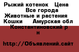 Рыжий котенок › Цена ­ 1 - Все города Животные и растения » Кошки   . Амурская обл.,Константиновский р-н